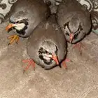 قهد