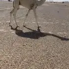 قعود كفووو فحل ابوه ولد الحاكم