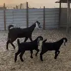 عنز رباع متاومه