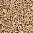 مطلوب قمح علف حمام