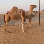 خلفه هديه تحلب من يمين ويسار