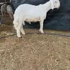 طلي حري خصم راس كارثه ومستقبل فحل ..