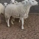 ضان جروم رباع وثني