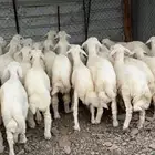 طليان حبص حريه للبيع