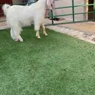 فحل ثني مطور
