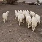 طليان