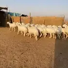 حريات صنف