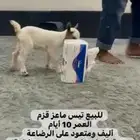 ماعز اليف
