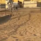 فرس عربية اصلية