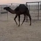 قعود حليب عمره خمس شهور ونص