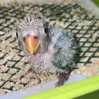 عروض على فروخ الروز