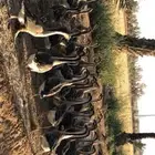 وز عراقي