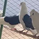 حمام قطايف فرايده للبيع