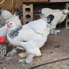 12 فرخ عمر 3 شهور ( براهما كولمبي كونك ) 4 اطقم