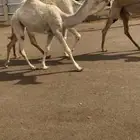 للبيع عشرا تحتها بكره ولقحه ثنيه وبكار حقه ولقيه وحواره