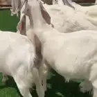 العدد 7 معزا دفيع شرط 3 شهور