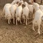 ثلوث عمارة