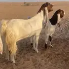 معزا جروم فواااخر ونوادر ارتفاع هايل ..