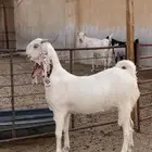 مطوره خصم ( تم البيع )