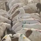 يا بلاش سواكني ب 710