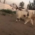 للبيع عنز مشروكه طيبه