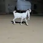 جفر ابيض فاخر خصم الخصم