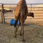 للبيع قعود لباني فل شحم