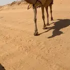 للبيع شعلا لقحه منتج طيبه