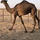 للبيع قعود