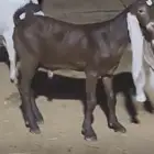 تيوس دواغير حجازية صنف معرفة مشاريع فحول