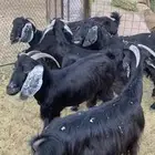 معزة عوارض العدد7