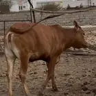 حصيله للبيع