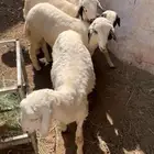 خرفان