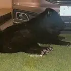 لتبني كلب