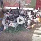ديكه فيومي ومشكله عدد حدود خمسين