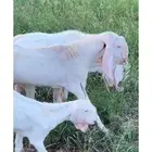 ماعز بنجابي حر بيور