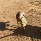 جذع ساكني مرابي فل