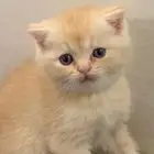 شكوتش فولد