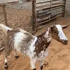 عنز رباع ماقد ولدت ثلاجه فل شحم