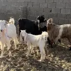 معزا متابيع 3 تحتها 4 وادي الدواسر السليل
