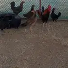 دجاج عربي منتج شرط وحضان ومعه ديك عربي احمر ترثه