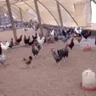 دجاج بلدي بياض