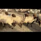 غنم نعيم مطافيل فاخره
