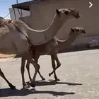 بكار صفر وبكار وضح وخلفتين وضحى وصفرا