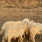ضان او غنم حرش جروم فاخره 7 بالفحل ( تم البيع)