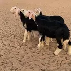 طليان نجد خصم الخصم جماليات ..