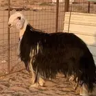 شاه نجدية رباع ( تم البيع)