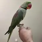 للبيع ذكر دره نبالي متكلم حجم سوبر جامبو