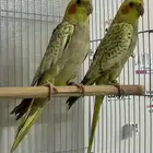 جوز كروان