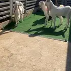 مطورات جذعات